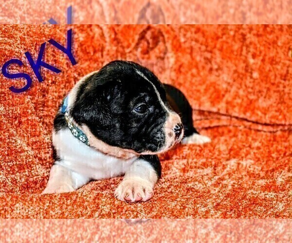 Medium Photo #3 Presa Canario Puppy For Sale in PHILADELPHIA, PA, USA