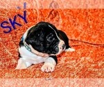 Small #2 Presa Canario