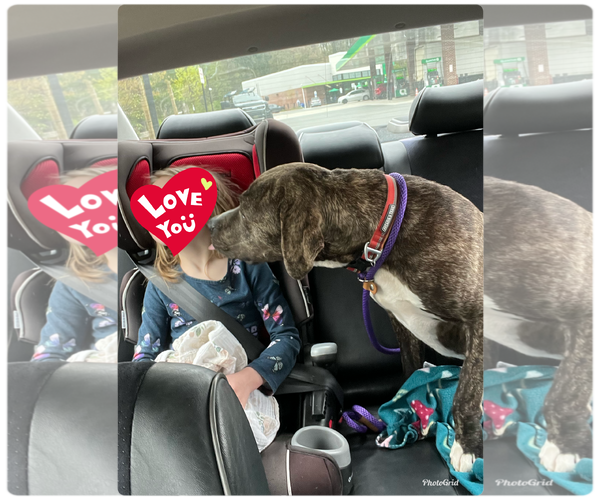Medium Photo #9 American Pit Bull Terrier-Mountain Cur Mix Puppy For Sale in Rockaway, NJ, USA