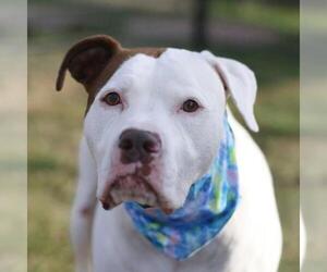 American Staffordshire Terrier-Unknown Mix Dogs for adoption in San Antonio, TX, USA