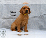Puppy Trisha Labrador Retriever
