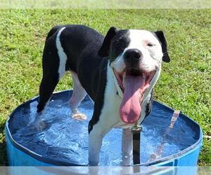 Labrador Retriever-Unknown Mix Dogs for adoption in Ocala, FL, USA