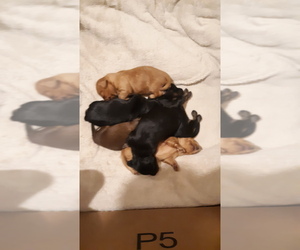 Dachshund Puppy for sale in QUAKERTOWN, PA, USA