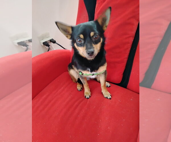 Medium Photo #1 Chihuahua-Unknown Mix Puppy For Sale in Silver Spring, MD, USA