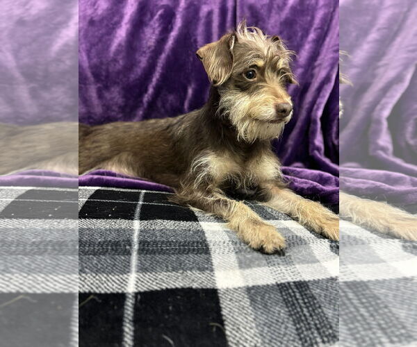 Medium Photo #1 Chihuahua-Miniature Schnauzer Mix Puppy For Sale in Tacoma, WA, USA