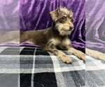 Small Chihuahua-Miniature Schnauzer Mix