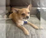 Small #7 Chihuahua