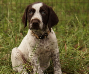 German Shorthaired Pointer-German Wirehaired Pointer Mix Puppy for Sale in FREDERICKSBURG, Texas USA