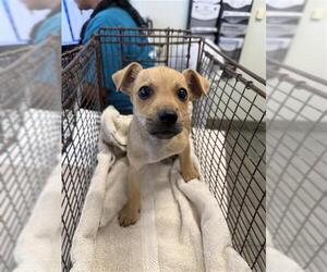 Mutt Dogs for adoption in San Antonio, TX, USA