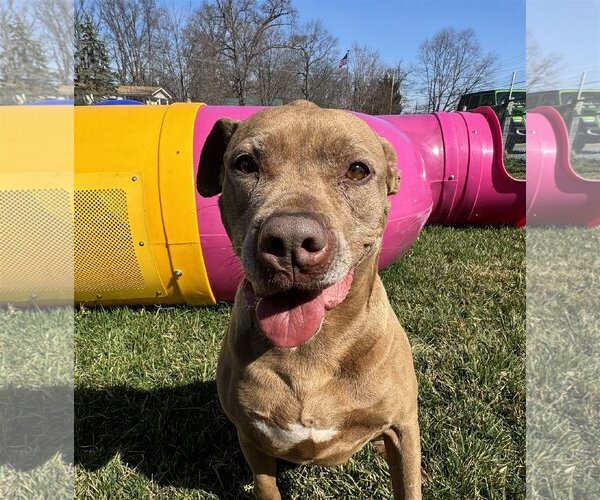 Medium Photo #4 Bullboxer Pit Puppy For Sale in Sykesville, MD, USA
