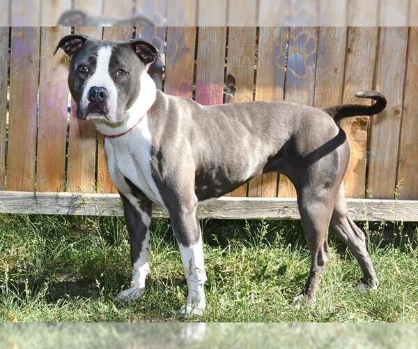 Medium Photo #1 American Pit Bull Terrier Puppy For Sale in West Valley, UT, USA
