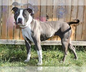 American Pit Bull Terrier Dogs for adoption in West Valley, UT, USA