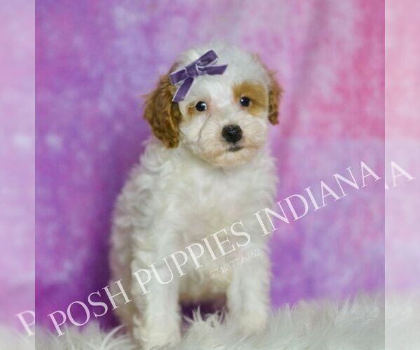 Medium Photo #32 Poodle (Toy) Puppy For Sale in WARSAW, IN, USA