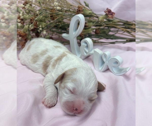 Medium Photo #5 Cavapoo Puppy For Sale in PENSACOLA, FL, USA