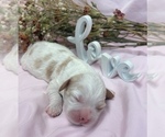 Small #4 Cavapoo