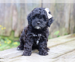 Small #4 Cocker Spaniel-Poodle (Miniature) Mix