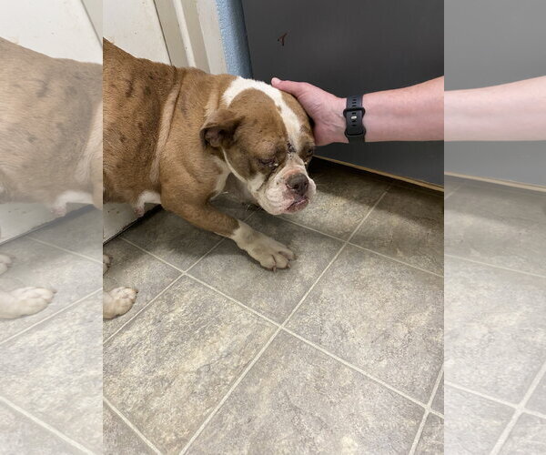 Medium Photo #3 American Bulldog-Unknown Mix Puppy For Sale in Rustburg, VA, USA