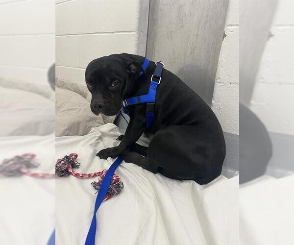 Medium Photo #1 American Bulldog-Unknown Mix Puppy For Sale in Boston, MA, USA