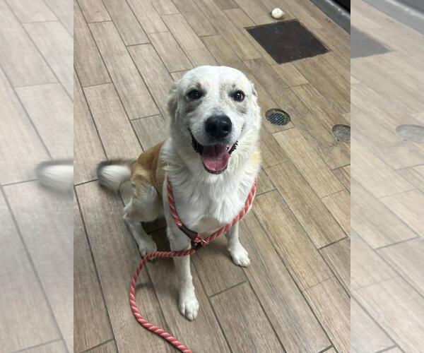 Medium Photo #1 Australian Shepherd-Unknown Mix Puppy For Sale in Rowlett, TX, USA