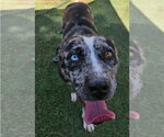Small #2 Catahoula Leopard Dog Mix