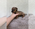 Small Photo #4 Chiweenie-Jack Russell Terrier Mix Puppy For Sale in SAINT AUGUSTINE, FL, USA