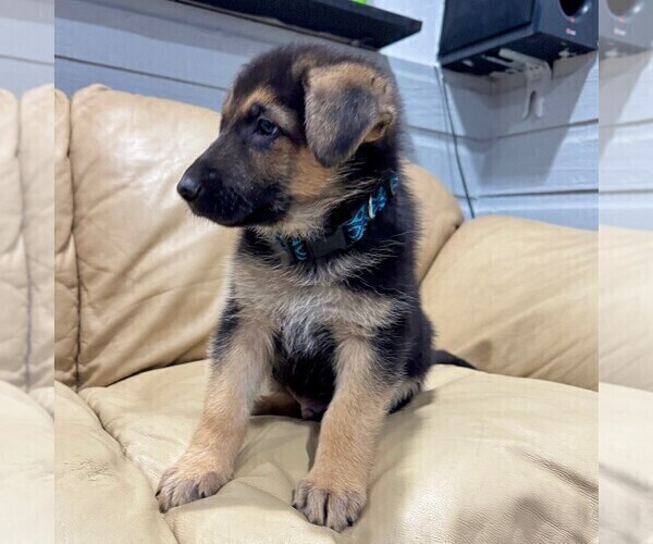 Medium Photo #11 German Shepherd Dog Puppy For Sale in BRIGHTON, CO, USA