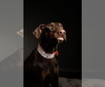 Small #7 Doberman Pinscher