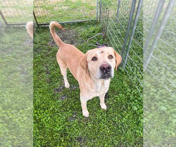 Medium Photo #3 Labrador Retriever-Unknown Mix Puppy For Sale in Abbeville, LA, USA