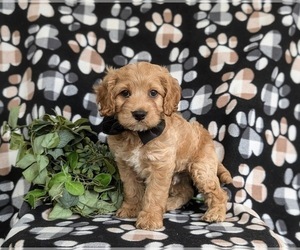 Cock-A-Poo Puppy for sale in NOTTINGHAM, PA, USA