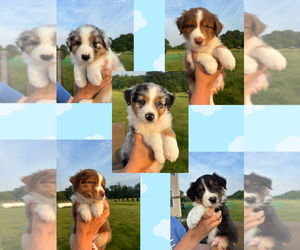 Australian Shepherd Puppy for Sale in NILES, Michigan USA
