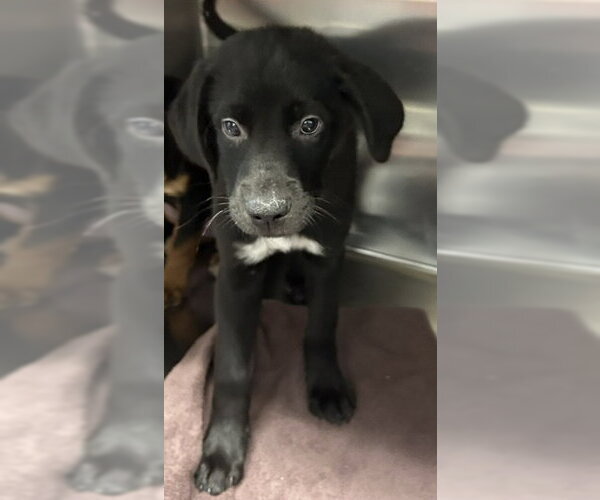 Medium Photo #1 Rottweiler-Unknown Mix Puppy For Sale in Sterling, MA, USA