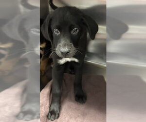 Rottweiler-Unknown Mix Dogs for adoption in Sterling, MA, USA