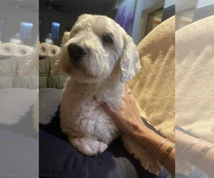 Maltese-Unknown Mix Dogs for adoption in Escondido, CA, USA