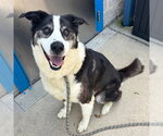 Small #2 Border Collie