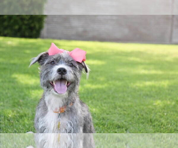 Medium Photo #1 Mutt Puppy For Sale in Sandy, UT, USA