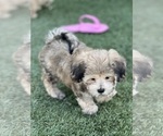 Small Photo #22 Shih-Poo Puppy For Sale in SAN DIEGO, CA, USA