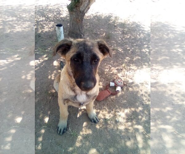 Medium Photo #3 German Shepherd Dog-Unknown Mix Puppy For Sale in Apple Valley, CA, USA