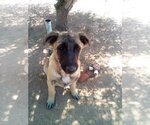 Small #2 German Shepherd Dog Mix