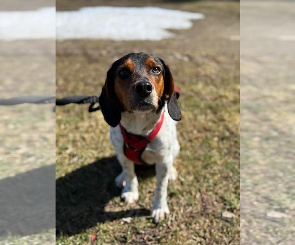 Medium Photo #2 Beagle-Unknown Mix Puppy For Sale in Germantown, OH, USA