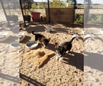 Small Photo #19 Pembroke Welsh Corgi Puppy For Sale in GALLEGOS, NM, USA