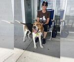 Small #2 Mutt