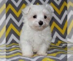 Small #2 Maltese