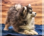 Small #2 Pomsky