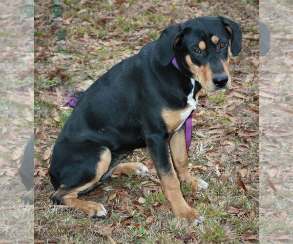 Medium Photo #5 Black and Tan Coonhound-Doberman Pinscher Mix Puppy For Sale in Attalka, AL, USA