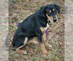 Small #4 Black and Tan Coonhound-Doberman Pinscher Mix