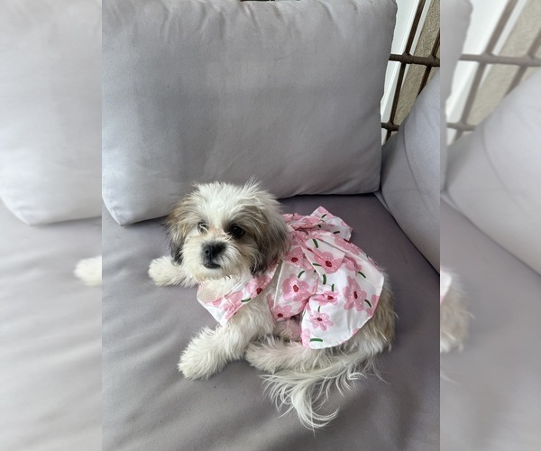 Medium Photo #2 Zuchon Puppy For Sale in LAS VEGAS, NV, USA