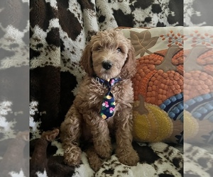 Goldendoodle Puppy for sale in WEIRSDALE, FL, USA