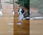 Small Photo #7 Saint Bernard Puppy For Sale in BETHEL, MO, USA