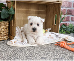 Small #1 West Highland White Terrier