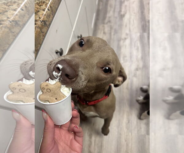 Medium Photo #2 American Staffordshire Terrier-Labrador Retriever Mix Puppy For Sale in Princeton, MN, USA